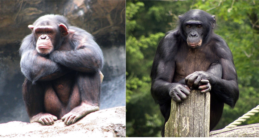 Изображение акции